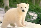 KAHOOT DE LAIA: ¿Qué sabes del Oso Polar?